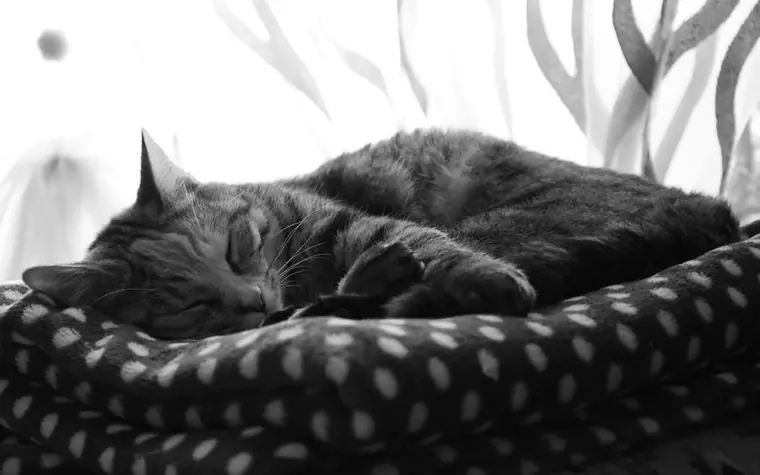A gray tabby cat sleeping soundly on a soft cushion